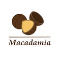 Vector macadamia logo in cartoon style.